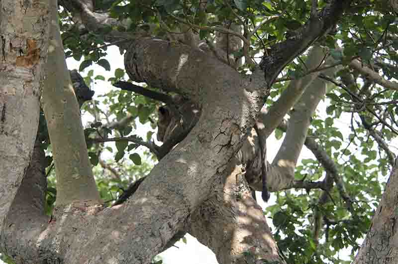 21 - Leones trepadores - parque nacional Queen Elizabeth - Uganda